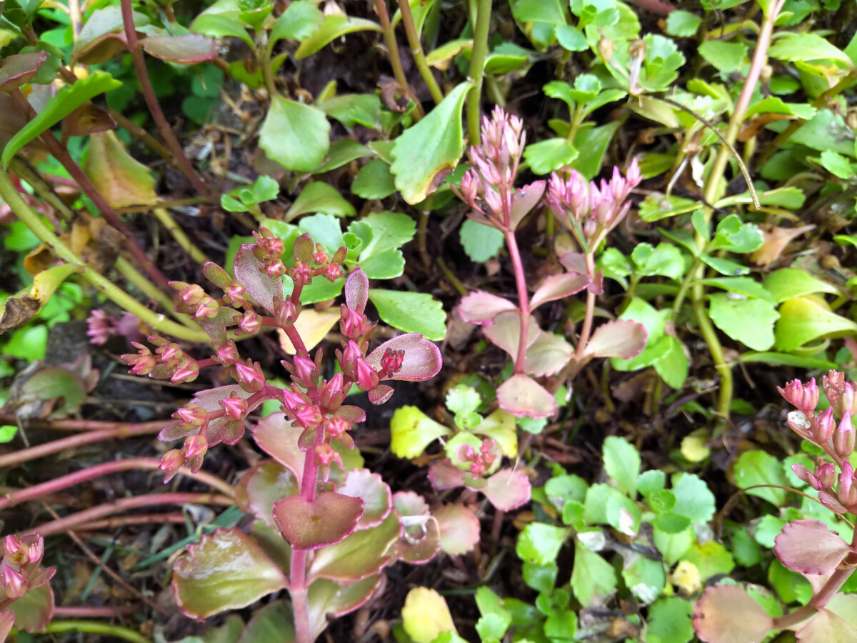 Blood Stonecrop Foraging For Your Better Health