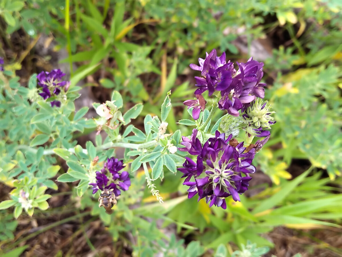 Purple alfalfa